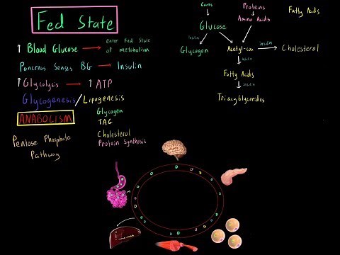 Fed State Metabolism MCAT (Glycolysis, Glycogensis, Lipogensis, Fatty Acid Synthesis, PPP)