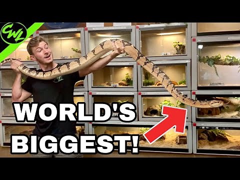 WORLD'S LARGEST VIPER!!! THE BUSHMASTER
