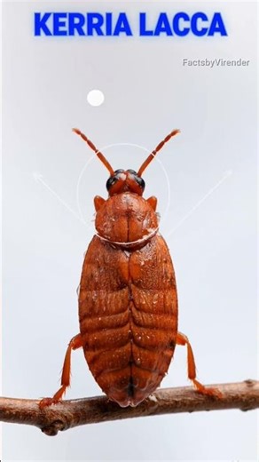 आप अनजाने में कीड़े की टट्टी खा रहे हो? 😳 | Kerria Lacca & Shellac Truth