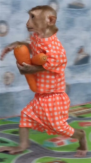 95K views · 2K reactions | intelligent Kevin bring carrot to mom cook for his lunch #reelsfbシ #reelsfb #reelsinstagram | Monkey Kevin | Facebook