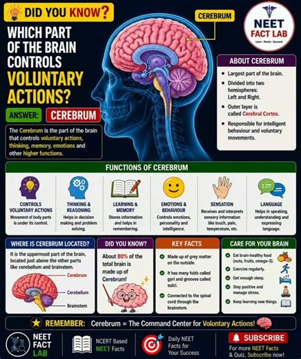 🧠 Which part of the brain controls voluntary actions? #neet2027 #ncert #biology #neet
