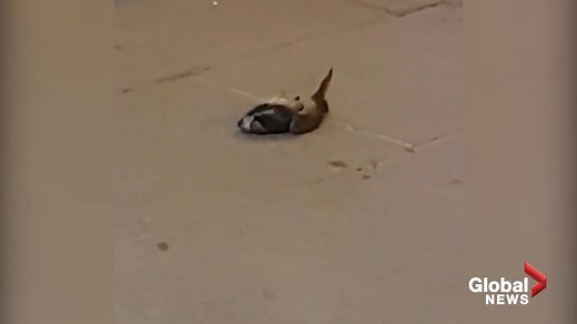 ‘Attack of the pigeon!’: Video shows man throwing dead bird during street fight - National | Globalnews.ca