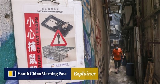 Explainer | Smelling a rat: what is Hong Kong’s rodent infestation rate and why is it under fire?