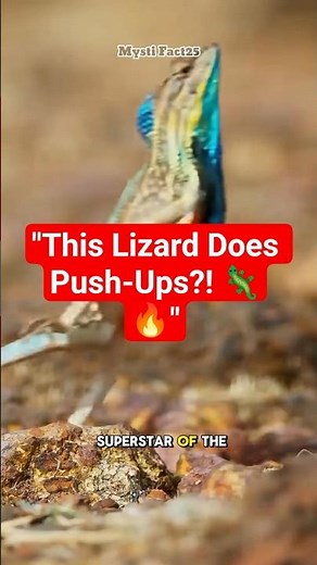 "The Lizard That Does Push-Ups! 🦎🔥"