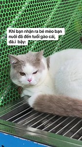 849K views · 10K reactions | gòy song tan ná.t đời trai 嵐 xăm ngay 3 chữ *hậ.n bà dà* #cat #catlover #catsoftiktok | Chúng nó có 4 chân | Facebook