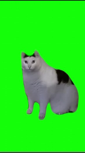 Hilarious Cat Burping Green Screen Meme