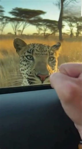 That was so dangerous! Luckily, the little zebra was okay in the end.