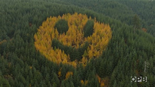 Every November on a hill above the Yamhill River, drivers heading east on Highway 18 are greeted with a smile. Literally: there is an enormous yellow emoji smiley face planted into the hillside. The vibrant yellow comes from the fall foliage of western larch trees — one of the rare conifers to lose its needles every year — growing amidst a hillside of evergreen Douglas fir. The trees were planted in this formation in 2011 by Hampton Lumber co-owner Dave Hampton and then-timberlands manager Denni