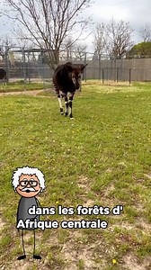 255K views · 6.1K reactions | Tu penses que la girafe n’a pas de cousin ? Détrompe-toi. Dans les forêts d’Afrique centrale vit un animal méconnu : le lokapi.#danger #nature #france #fblifestyle #intelligence #storytelling #documentaire #animauxsauvages #animals #travaux #incroyable #histoire | Sciencesetculture | Facebook