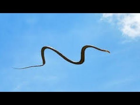 You Won’t Believe How This Snake Flies! (Indonesia’s Wildest)