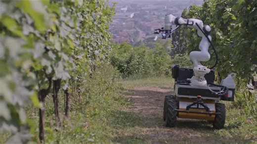 A hands-on robot tends grapes in Italy's vineyards
