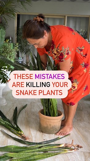 Detailed Solution: • Step 1: remove the plant , inspect the roots. Trim any rotting or damaged roots.(i took out a lot of them) • Step 2: Wash off mealy bugs using water or a mild soap solution. • Step 3: Repot in a terracotta pot—1–2 inches wider than the previous one for growth room and stability. • Step 4: Use well-draining soil (cactus or succulent mix works great) to prevent waterlogging…add a little neem cake powder to soil • Step 5: Make sure your pot has drainage holes to keep roots heal