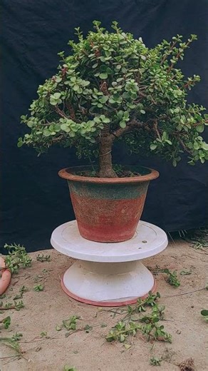 5 years old jade plant bonsai pruning jarif gardening #bonsai #garden #jadeplants #jadeplant