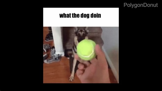 WHAT DA DOG DOIN (Top 10 Shapes) #youtube #youtubeclips #fyp #fypシ #meme #gif #funny