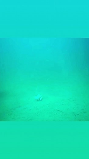 65K views · 512 reactions | Channel Catfish Takes the Bait! #fish #fishing #catfish #underwaterfootage | Thefishinmagician2.0 | Facebook