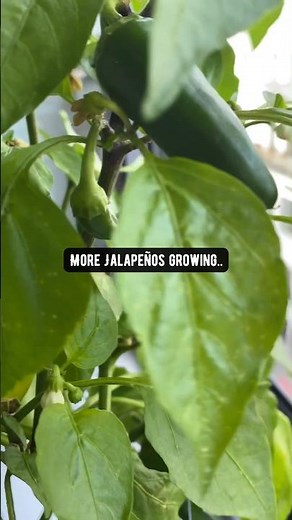 How to Grow Jalapeños! creative explained