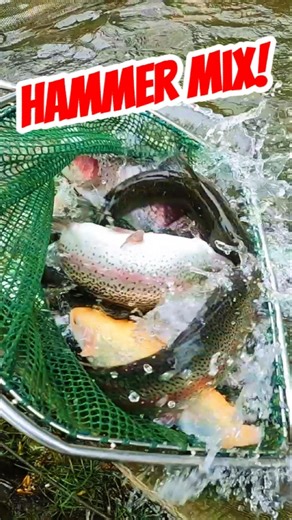 Cautious bites, cold weather – but the trout were biting! 🎣🔥 Heberbaude Fish Farm