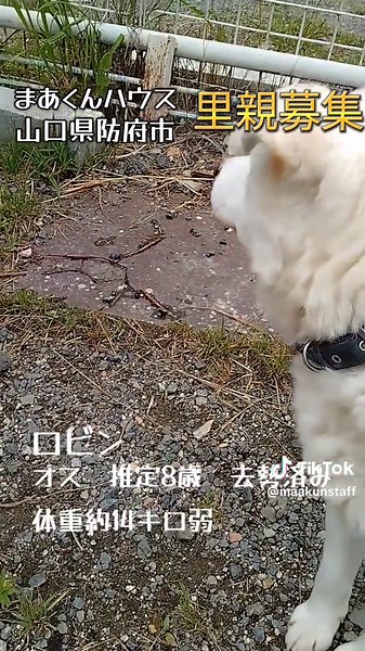 保護犬 里親募集 - まあくんハウスのご紹介