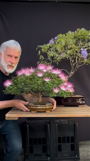 Tunico Bonsai ⛩️ Bonsai Artist 🎍🇧🇷 on Instagram: "🎍 Wisteria Bonsai 🎍 Calliandra Bonsai 🌳 Árvores com 20 anos ⛩️ Gostaram ? 💚 #wisteria #caliandra #bonsai #bonsaibrasil #bonsaiart"