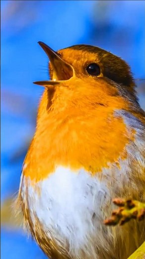 Relaxing Bird Sounds in Nature | Real Birds Singing for Sleep, Study & Stress Relief – No Music