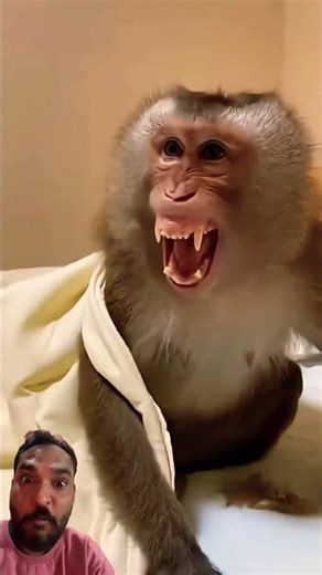 Funny monkey #yosho #monkey #funny #funnyduck