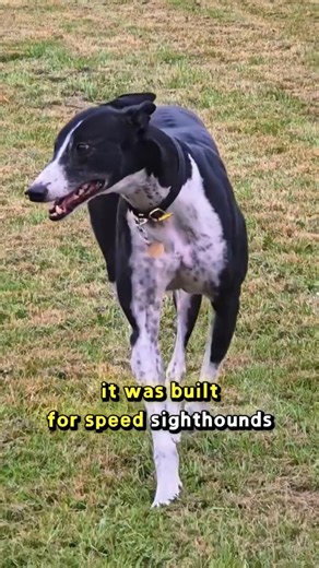 Greyhound, Whippet, Saluki – Fastest Dogs Explained