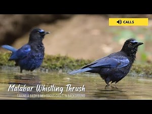 Malabar whistling thrush | Calls | Nature Web