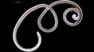 ‘Leggiest millipede on Earth’ discovered in Australia