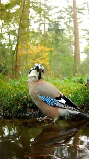 Stunning Close-Up of Bird Bathing in Nature