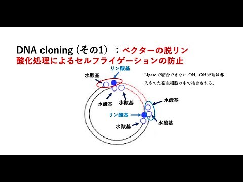 2 DNA cloning (その1）：ベクターの脱リン酸化処理によるセルフライゲーションの防止