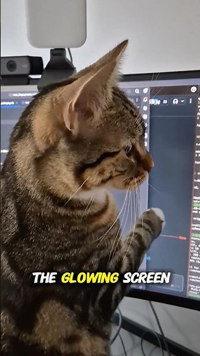 Why Do Cats Attack Phone Screens? 🐱📱 #shorts