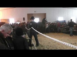 Yoder Farm's Duke Premier Percheron Stallion at Robert Hershberger's 2012 Open House