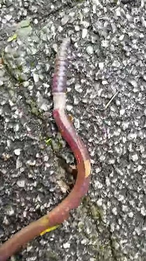 マ◯コ 大橋未歩の見たいなあ