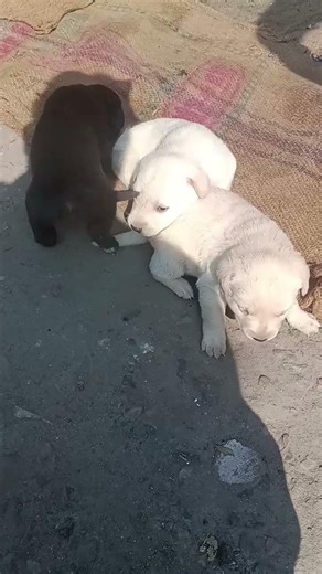 dog sounds Labrador puppy barking Sound Lab puppy funny shorts #puppy #trending #labrador #shorts