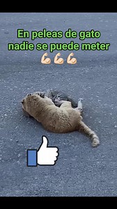 547K views · 5.2K reactions | #Los #gatos #de #por #si #se #desconocen #más #cuando #hay un@ #gata #en #les #guste \@ \@ | Datos Increible | Facebook