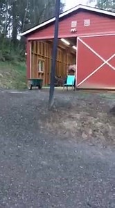 It finally stopped raining for a minute !!! Even though I have 9 acres to play I like to stay around and "help" | Fergus