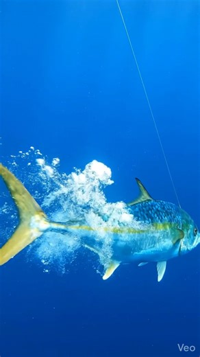 A vibrant mahi-mahi bursts from the deep to strike a descending bait.