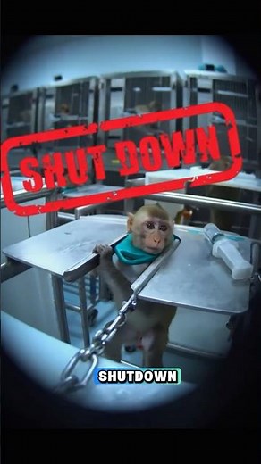 Animal Testing Just Got Banned and Scientists Are Panicking