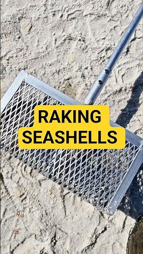 RAKING Seashells 🌴 #seashell #shellinginflorida