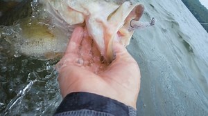 A system approach to targeting fish using Forward Facing Sonar, the Sway Minnow & Sway Head are designed to work together, inducing an irresistible side-to-side rolling motion. The Sway System will be available soon: https://duckettfishing.com/sway-minnow/ | Duckett Fishing