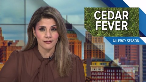 Mountain cedar expected to come down in SA after elevated counts this allergy season