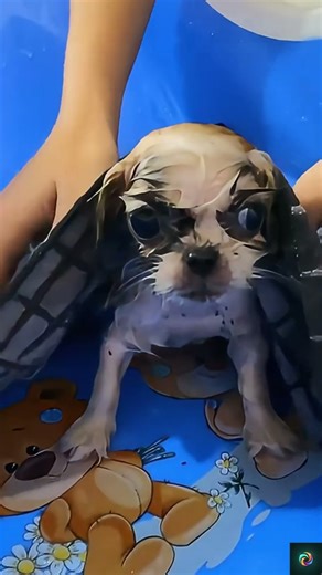 Little Puppy Abandoned on the Street… Crying for Help 🐶💔