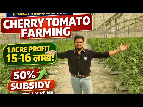 Hydroponic Cherry Tomato Farming in Polyhouse | Kam Pani Me Zyada Production | CherryTomatoFarming