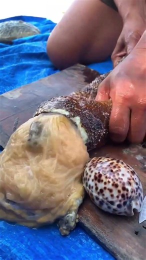 Amazing Sea Shell Opening Reveals Mysterious Eggs Inside! | Ocean Discovery #shorts