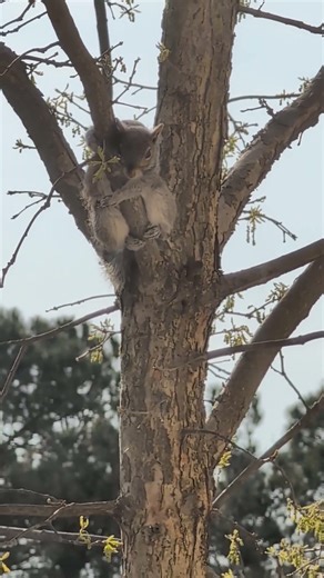 Cutest ever!! Squirrel is so cute!!! hugging tree!