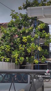 What's fruits are on your trees? #tourismguyana | Tourism Guyana