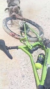 Menos mal no fue mi pierna. 🐶😱🤣 | Alerta México