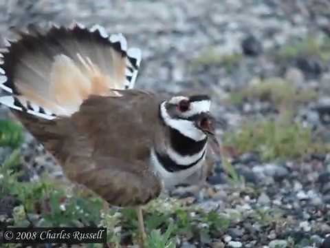 Killdeer Distress Calls/Display