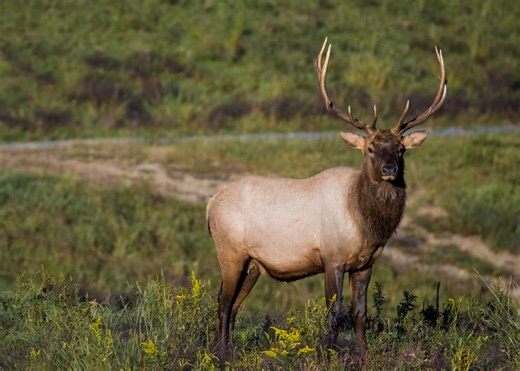 Ohio lawmaker wants to examine reintroducing elk in the state