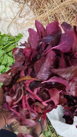 Chand Chauhan | Exploring the vibrant world of spinach varieties! 🌿 From the deep green savoy to the striking red-veined types, discover what makes each... | Instagram